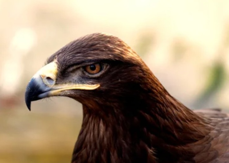 Aquila angelo custode