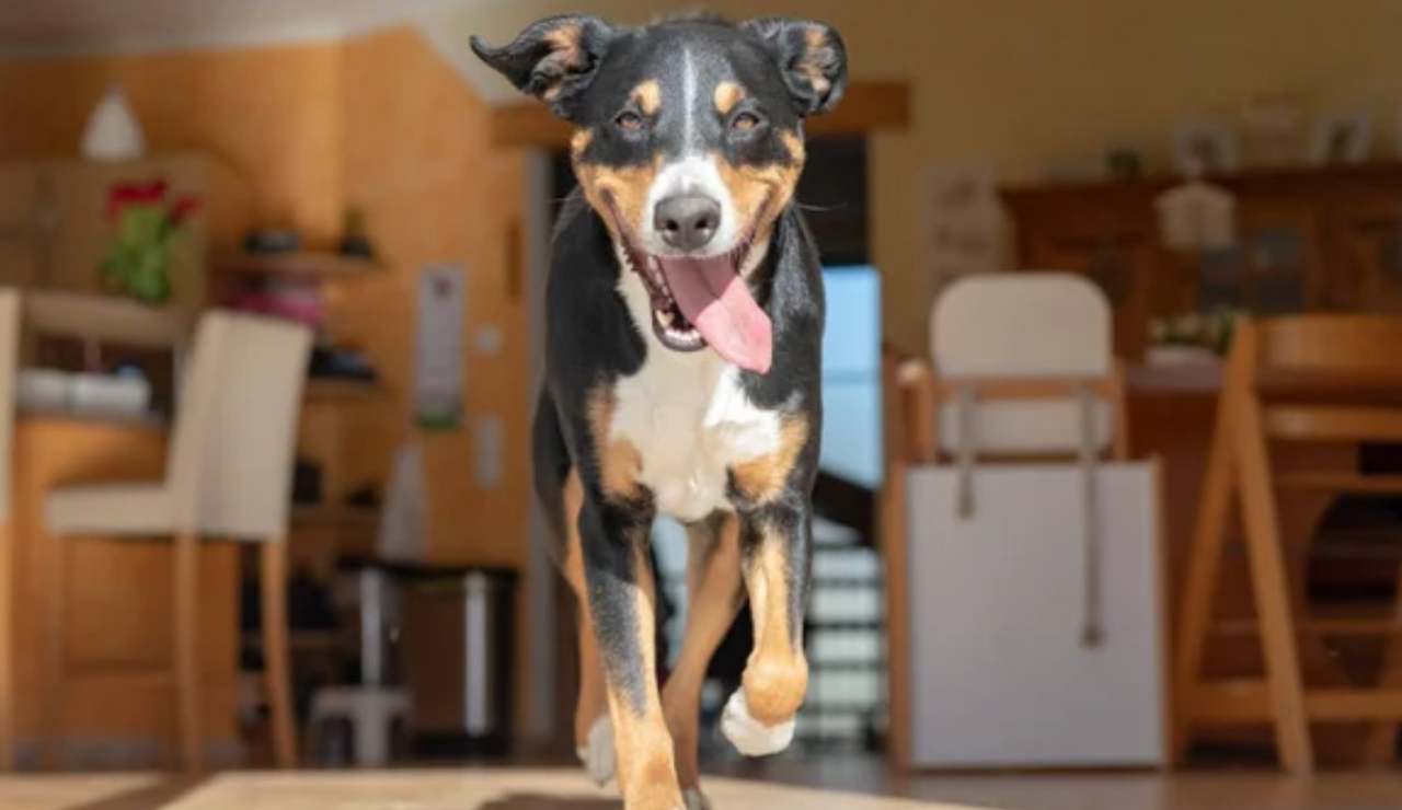 Cane corre in casa
