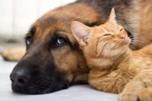 Cani e gatti pulizia