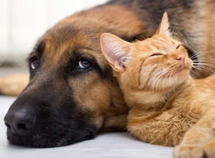 Cani e gatti pulizia