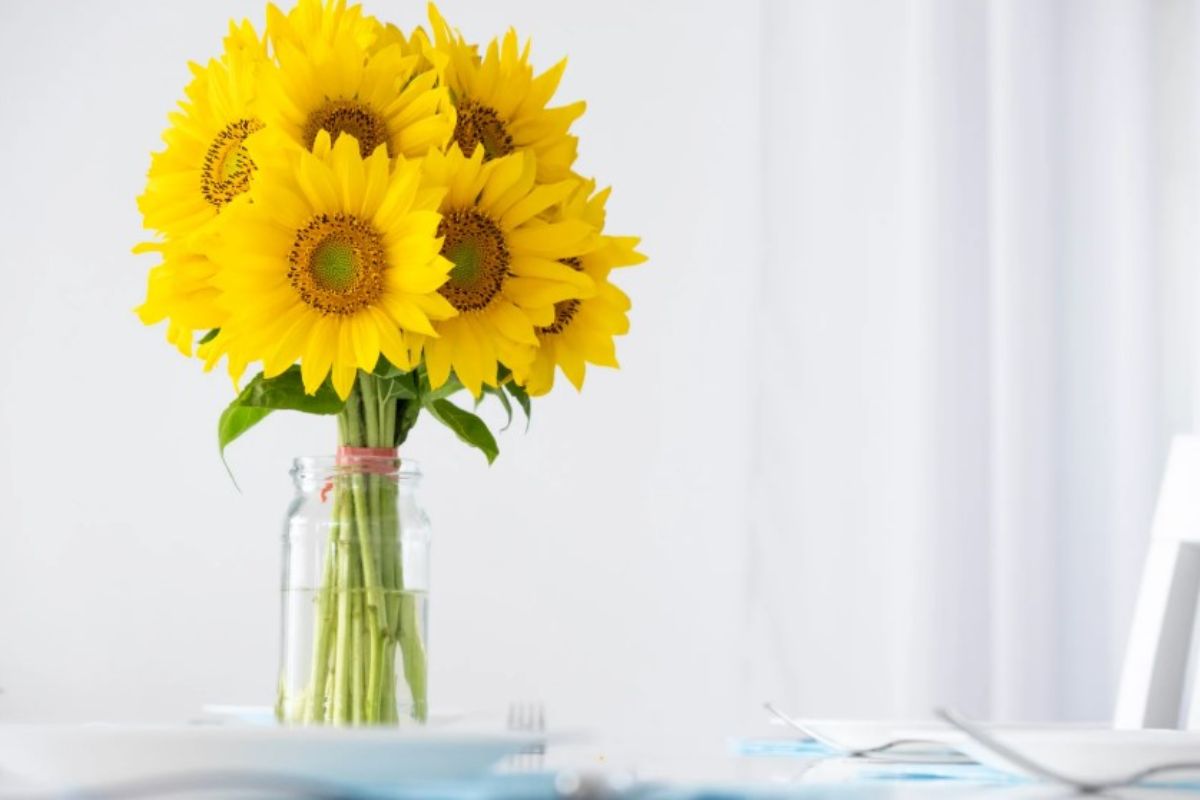 Proprietà girasole