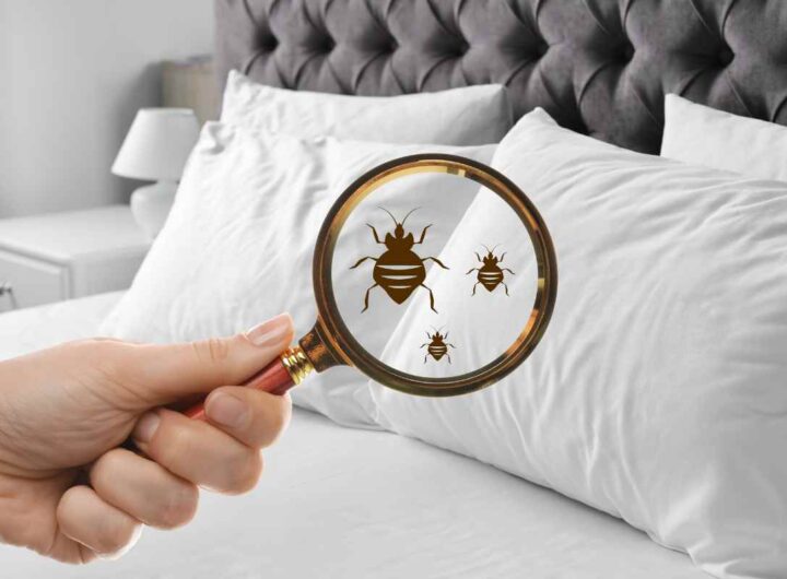 Attenzione alle cimici da letto, solo così le trovi e le elimini in pochi minuti, tutti i dettagli