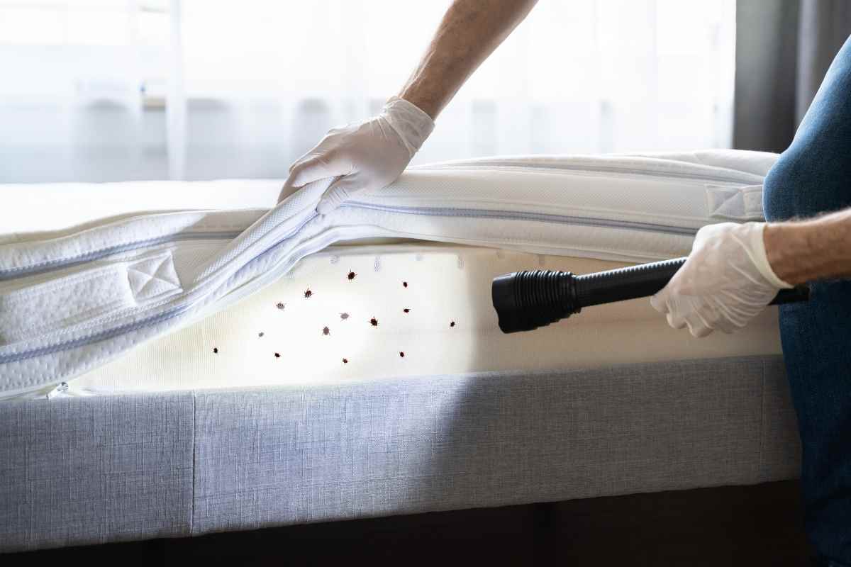 Attenzione alle cimici da letto, solo così le trovi e le elimini in pochi minuti