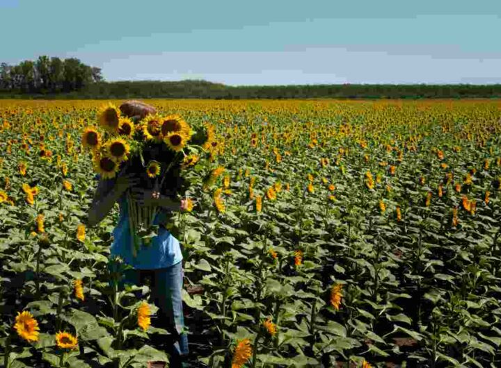 Coltivazione di girasole, quali sono in vantaggi
