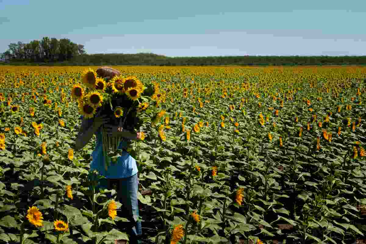 Coltivazione di girasole, quali sono in vantaggi
