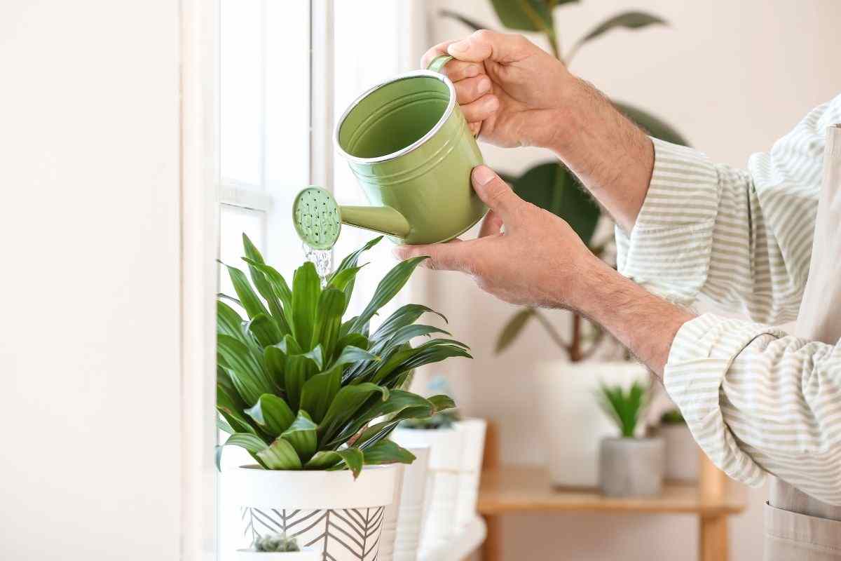 piante: svelato il trucco per irrigarle per settimane intere