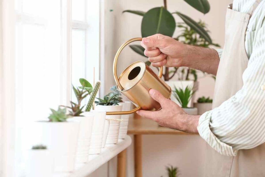 piante: svelato il trucco per irrigarle per settimane intere