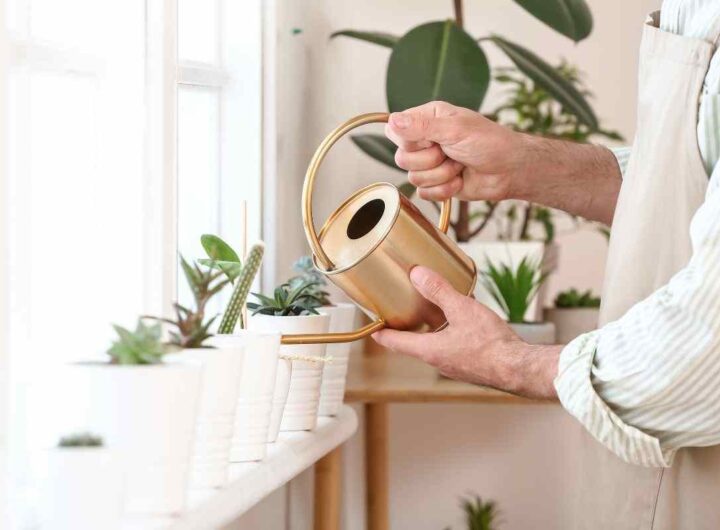 piante: svelato il trucco per irrigarle per settimane intere