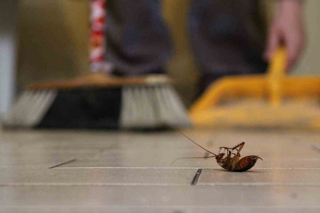 Il metodo magico per pulire, risparmiare tempo e scacciare gli insetti