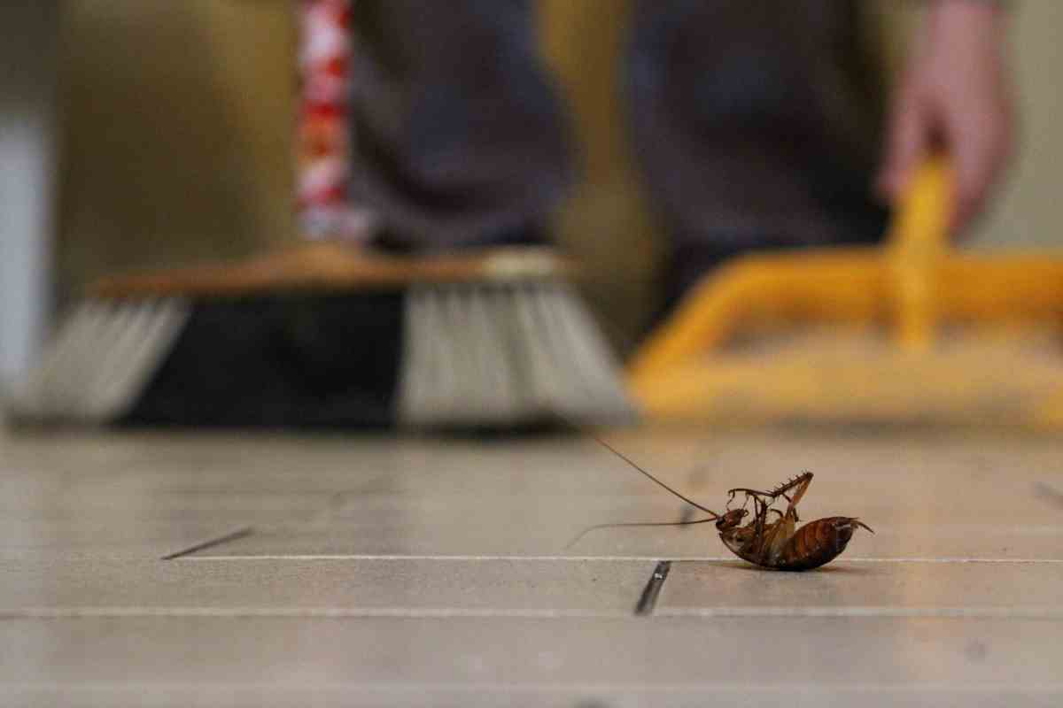 Il metodo magico per pulire, risparmiare tempo e scacciare gli insetti